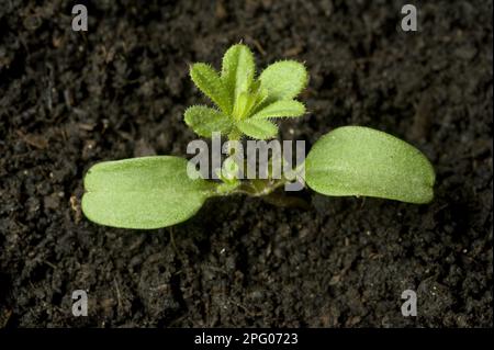 Scortecchioni o erba d'oca, parina Galiu, campo annuale e erbacce da giardino con cotiledoni e primo vero whorl Foto Stock