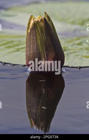 Il loto, il giglio d'acqua bianco (Nymphea), o loto bianco, che ha fiori bianchi o color crema fioriti di notte ed è diffuso in tropicale Foto Stock