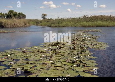 Nouchali, comunemente noto come giglio d'acqua rosso e blu (Nymphaea), giglio d'acqua della stella blu, loto della stella o dal sinonimo Nymphaea stellata, è un giglio d'acqua Foto Stock