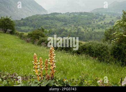 Ivy Broomrape (Orobanche hederae) fioritura, parassita su edera, cresce in habitat altopiano, Picos de Europa, Montagne Cantabre, Spagna Foto Stock