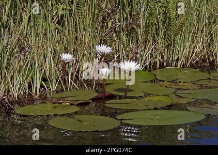 Nouchali, comunemente noto come giglio d'acqua rosso e blu (Nymphaea), giglio d'acqua della stella blu, loto della stella o dal sinonimo Nymphaea stellata, è un giglio d'acqua Foto Stock