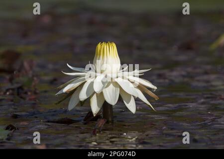 Il loto, il giglio d'acqua bianco (Nymphea), o loto bianco, che ha fiori bianchi o color crema fioriti di notte ed è diffuso in Africa tropicale Foto Stock