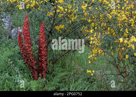 Grandi fiori di bromo maggiore (Orobanche rapum-genistae), che crescono sotto la gola nella macchia mediterranea, Sicilia, Italia Foto Stock