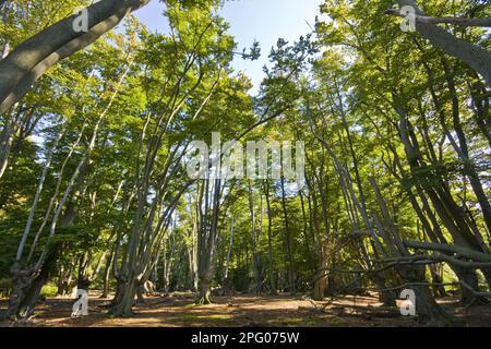 Faggi con faggi pollardati in Epping Forest, essex Foto Stock