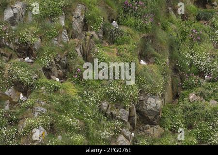 Fulmar Settentrionale (Fulmarus glacialis) adulti, gruppo nidificante sulle scogliere tra il Mare Campion (Silene uniflora) fioritura, yell, Shetland Islands Foto Stock