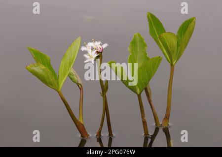 Bogbean (Menyanthes trifoliata) fioritura, che cresce in stagno, Oxfordshire, Inghilterra, Regno Unito Foto Stock