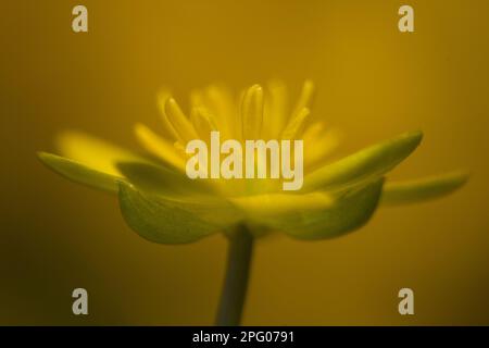 Lower Celandine (Ranunculus ficaria) primo piano di fiori, Sheffield, South Yorkshire, Inghilterra, Regno Unito Foto Stock