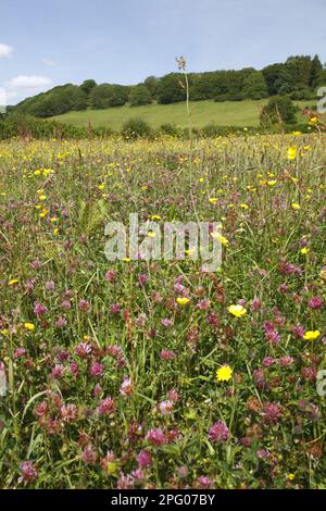 Red Clover (Trifolium pratense) e coppe di farfalle, fioritura in habitat di prati di fieno in azienda agricola biologica, Powys, Galles, Regno Unito Foto Stock