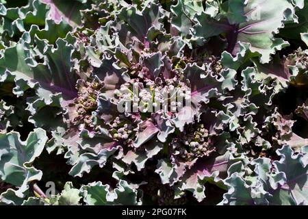 Sea kale (Crambe maritima) primo piano di foglie che crescono sulla spiaggia di ghiaia, Ringstead, Dorset, Inghilterra, Regno Unito Foto Stock