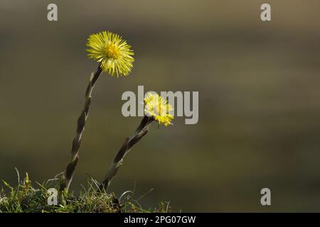 Coltsfoot (Tussilago farfarfarfarfarfarfarfarfarfa) due fiori, Blashford Lakes Nature Reserve, Avon Valley, New Forest N. P. Hampshire, Inghilterra, Regno Unito Foto Stock