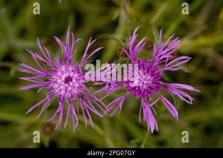 A maglia minore (Centaurea nigra), forma irradiata (pseudoradiato), primo piano di fiori, in prateria, Dorset, Inghilterra, Regno Unito Foto Stock