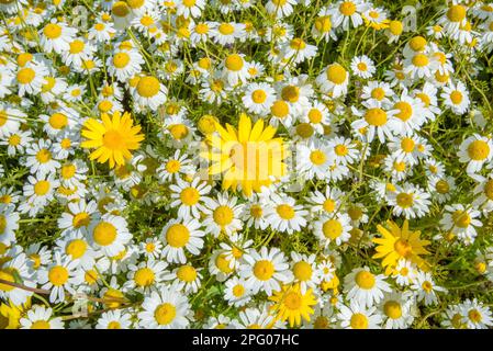 Granoturco Marigold (Chrysanthemum segetum) e Ox-eye Daisy (Leucanthemum vulgare) massa fiorente, che cresce in campo, Cambridgeshire, Inghilterra, Unito Foto Stock