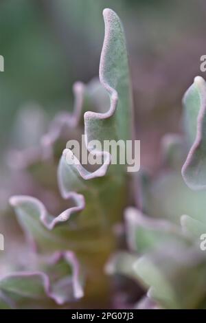 Sea kale (Crambe maritima) primo piano di una foglia che cresce su una spiaggia di ghiaia, Ringstead, Dorset, Inghilterra, Regno Unito Foto Stock