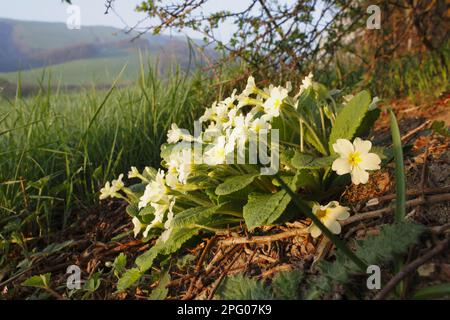 Primrose, cowslip senza stelo, cowslip, primrose, famiglia primrose, Primula comune (Primula vulgaris) fioritura, crescendo alla base di hedgerow Foto Stock