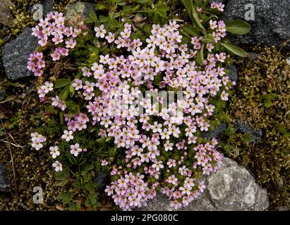 Alpinismo alpino (Androsace alpina) fioritura, ammortizzazione alpina che cresce tra rocce ad alta quota, Alpi svizzere, Svizzera Foto Stock