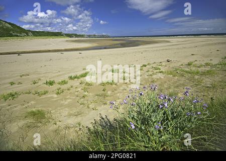 Stock di mare (Matthiola sinuata) fioritura, coltivazione su habitat di dune di sabbia, Penisola di Gower, Glamorgan, Galles, Estate Foto Stock