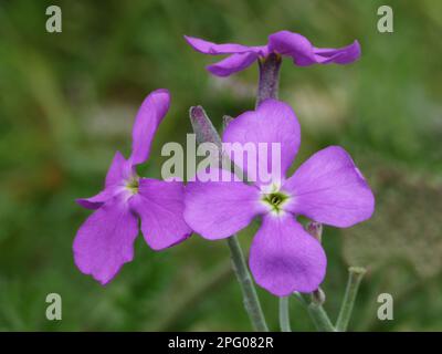 Stock di mare (Mattiola sinuata) primo piano di fiori, Golfo di Bonifacio, Corsica, Francia Foto Stock