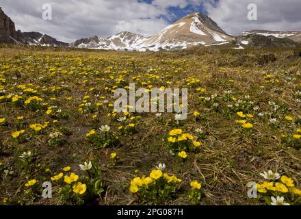 Marais bianco Margold (Caltha leptosepala) e Monte Buttercup (Ranunculus eschscholtzii) fioritura, in habitat di montagna, sotto il lago Helen, Banff Foto Stock