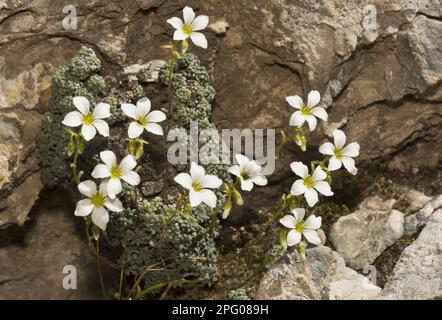 Saxifrage verde-blu (Saxifraga caesia) fioritura, crescendo su scogliere calcaree, Alpi Marittime, Francia Foto Stock