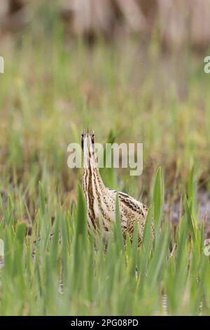 Grande Bittern (Botaurus stellaris) adulto, in piedi tra Iris giallo (Iris pseudacorus) foglie, Minspere RSPB Reserve, Suffolk, Inghilterra, Unito Foto Stock