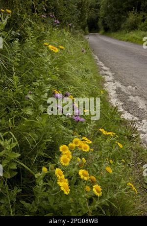 ruhr-flohkraut comune (Pulicaria dissenterica) con datura, fioritura, crescendo a bordo strada, vicino a Powerstock, Dorset occidentale, Inghilterra, Regno Unito Foto Stock