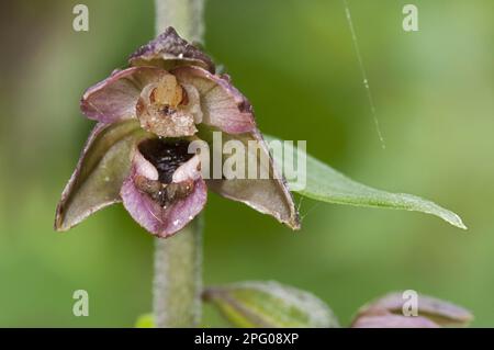 Primo piano di Helleborine a foglia larga, Kent, Inghilterra, Gran Bretagna, primo piano di Helleborine a foglia larga di fiore, orchidee, a foglia larga Foto Stock