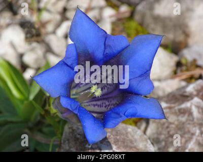 Genziana di Koch, genziana senza stelo (Genziana acaulis), famiglia genziana, primo piano di Trumpet genziana, Dolomiti, Alpi Italiane, Italia Foto Stock