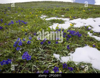 Genziana di Koch, genziana senza stelo (Gentiana acaulis), genziana senza stelo, genziana senza stelo, famiglia genziana, Trumpet Genziana fioritura, su pendenza in Foto Stock