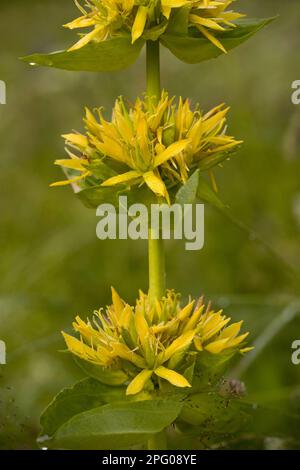 Grande genziana gialla (Gentiana lutea) primo piano di fiori, Ecrins N. P. Alps, Francia Foto Stock