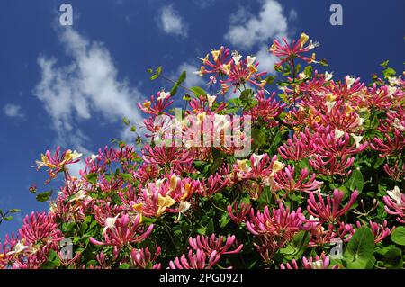 Wild Honeysuckle (Lonicera periclymenum) fioritura, Oxfordshire, Inghilterra, Regno Unito Foto Stock