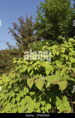 Il giapponese Knotweed (Fallopia japonica) introdusse specie invasive, fioritura, West Yorkshire, Inghilterra, Regno Unito Foto Stock