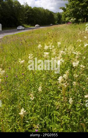 Meadowseet (Filipendula ulmaria) in fiore, coltivando con altri fiori selvatici lungo la strada, A470, vicino Llanidloes, Powys, Galles, Regno Unito Foto Stock