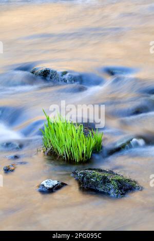 Nuova crescita dell'Iris giallo (Iris pseudacorus), che cresce accanto alla roccia nel fiume, East Lyn River, vicino Watermeet, North Devon, Inghilterra, Regno Unito Foto Stock