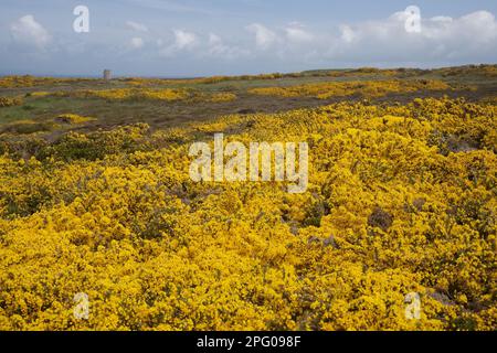 Gola comune fiorita (Ulex europaeus), che cresce sugli habitat delle brughiere marittime, Jersey, Isole del canale Foto Stock