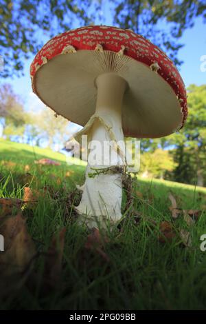 Fly agaric (Amanita muscaria) corpo fruttifero, che cresce in erba sotto alberi di betulla (Betula sp.), Powys, Galles, Regno Unito Foto Stock