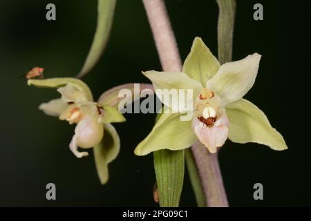 Violetta Helleborine (Epipactis purata) primo piano di fiori, Oxfordshire, Inghilterra, Regno Unito Foto Stock