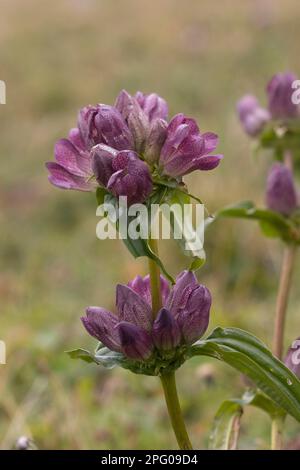 Gentile alpino orientale, Gentiano alpino orientale, Genziano bruno (Gentiana pannonica), Genziano ungherese, Genziano bruno, Famiglia Genziana, Genziano bruno Foto Stock