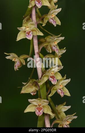 Violetta Helleborine (Epipactis purpurata) primo piano di flowerspike, Oxfordshire, Inghilterra, Regno Unito Foto Stock