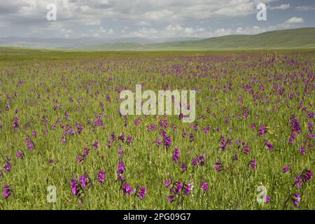 Gladiolus selvatico (Gladiolus kotschyanus) massa fiorente, che cresce in habitat paludoso, vicino a Cildir, Monti Pontici, Anatolia, Turchia Foto Stock