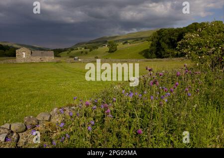 Fioritura Melancholy Thistle (Cirsium eterophyllum) e prato cranesbilla (Geranium pratense) che cresce sul lato della strada accanto a muri di pietra a secco e. Foto Stock