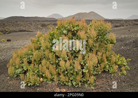 Abito di canarino (Rumex lunaria), che cresce su cinders, Timanfaya N. P. Lanzarote, Isole Canarie Foto Stock