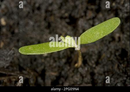 Piede d'oca bianco, piede d'oca bianco, piede d'oca, gallina grassa, album Chenopodium, cotiledoni di piantagione di erbacce annuali arabili Foto Stock