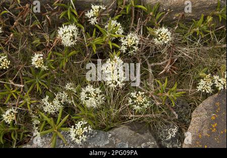 Ledum groenlandicum (Rhododendron groenlandicum), Ledum latifolium, tè palude, famiglia Heather, Bog Labrador tè fioritura, crescendo in zona boggy Foto Stock