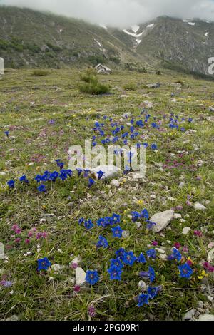 Massa fiorente dell'Appennino Trumpetta dinarico Genziana (Gentiana dinarica), coltivata in habitat calcareo erboso (a 1500m m), Monti Sibillini Foto Stock