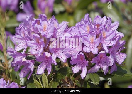 Rodendro Pontico, rosa alpina Pontico, erica famiglia, rodendro, rodendro ponticum fiore Foto Stock