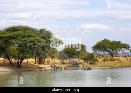 Steppenzebras (Equus quagga burchelli), Burchell-Zebras, Weissbartgnus (Connochaetes mearnsi), Wasserstelle, Wasserstelle, Werstelle, Werstelle, Werstelle, Werstelle, Werstelle, Werstelle, Werstelle, Werst Foto Stock