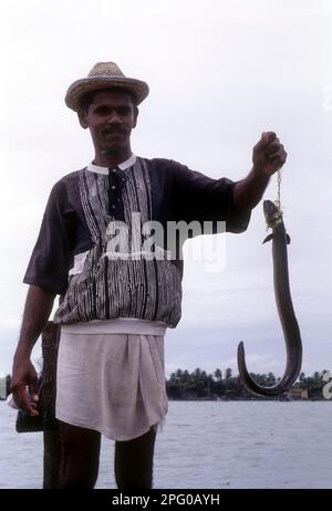 A (Anguilliformes) pescatore pescato Eel pesce e in piedi sul pavimento della rete di pesca cinese a Fort Kochi o Cochin, Kerala, India, Asia Foto Stock