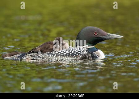 Common loon (Gavia immer) portatore di pulcino, un mese, la Mauricie parco nazionale, Quebec, Canada Foto Stock