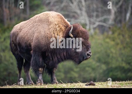 Un bisonte che si ferma lungo una piccola cresta. Foto Stock