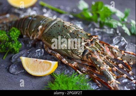 aragosta spinosa a base di pesce su ghiaccio, aragosta fresca o aragosta di roccia con erbe e spezie coriandolo al limone prezzemolo su fondo scuro, aragosta cruda per coo Foto Stock